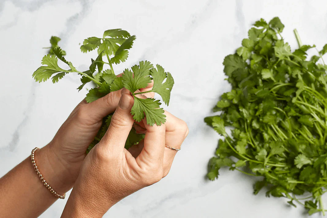 11 Fascinating Facts About Cilantro - Health Benefits & Uses ...